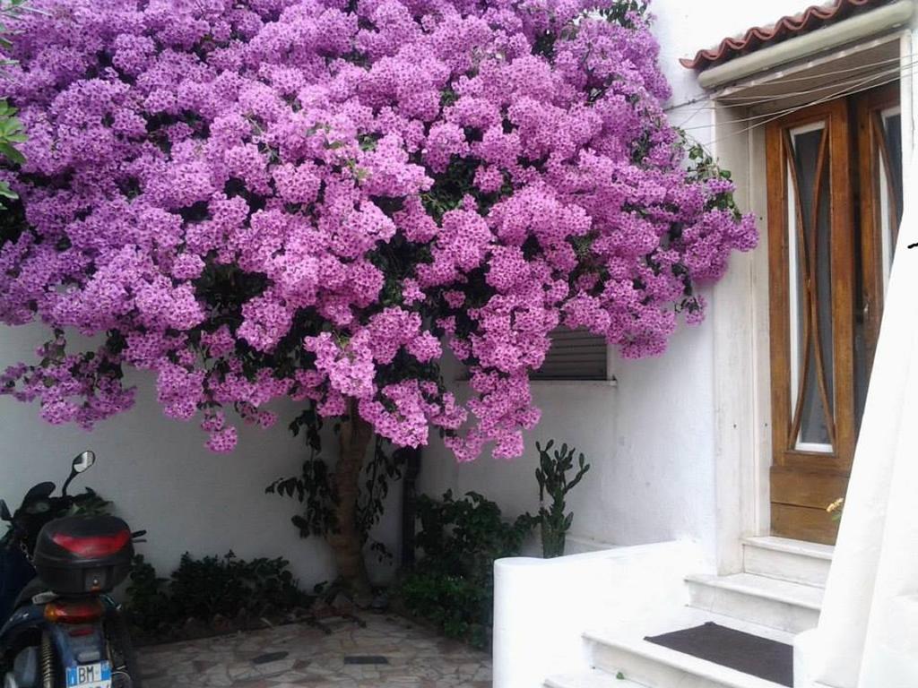 Villa Lea В'яреджо Номер фото